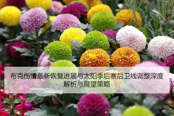 布克伤情最新恢复进展与太阳季后赛后卫线调整深度解析与展望策略